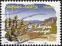 Languedoc-Roussillon - Le thym
