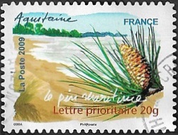 Aquitaine - Le pin maritime